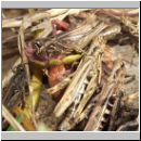 Chorthippus sp - Grashuepfer 10.jpg